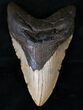 Bargain Lower Megalodon Tooth - North Carolina #13823-1